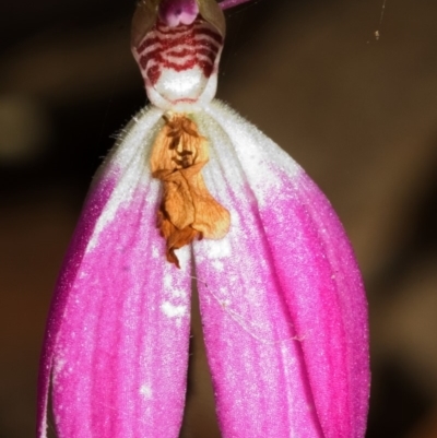 Caladenia carnea (Pink Fingers) at Callala Bay, NSW - 26 Sep 2005 by AlanS