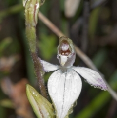 Caladenia carnea (Pink Fingers) at Sassafras, NSW - 19 Sep 2005 by AlanS