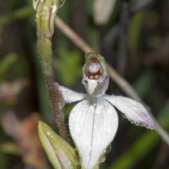 Caladenia carnea (Pink Fingers) at Sassafras, NSW - 18 Sep 2005 by AlanS