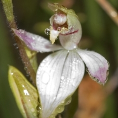 Caladenia carnea at Sassafras, NSW - suppressed