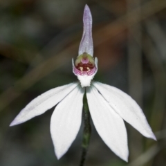 Caladenia carnea at Sassafras, NSW - 19 Sep 2005