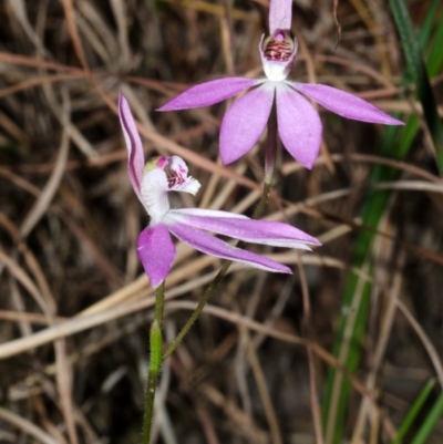 Caladenia carnea (Pink Fingers) at Yerriyong State Forest - 16 Sep 2016 by AlanS