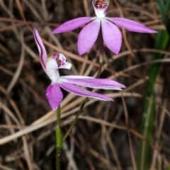 Caladenia carnea at Tomerong, NSW - suppressed