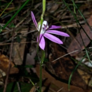 Caladenia carnea at Tomerong, NSW - suppressed