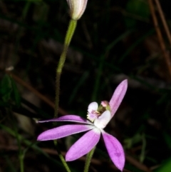 Caladenia carnea at Tomerong, NSW - suppressed