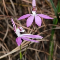 Caladenia carnea at Tomerong, NSW - suppressed