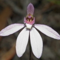 Caladenia carnea (Pink Fingers) at Yerriyong, NSW - 19 Sep 2005 by AlanS