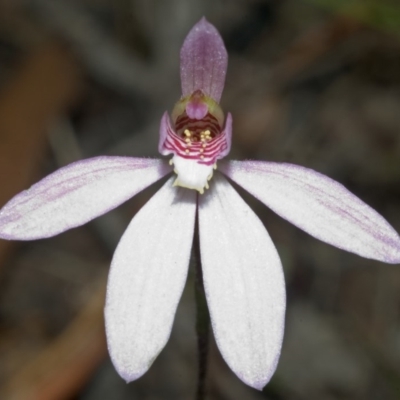 Caladenia carnea (Pink Fingers) at Yerriyong, NSW - 18 Sep 2005 by AlanS