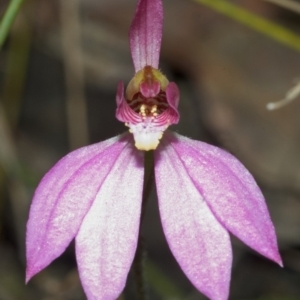 Caladenia carnea at Yerriyong, NSW - 19 Sep 2005