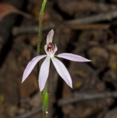 Caladenia carnea (Pink Fingers) at Yalwal, NSW - 11 Sep 2013 by AlanS