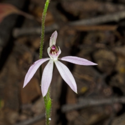 Caladenia carnea (Pink Fingers) at Yalwal, NSW - 10 Sep 2013 by AlanS