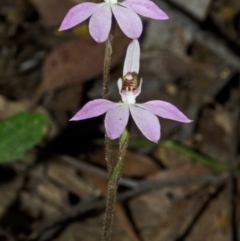 Caladenia carnea at Yalwal, NSW - suppressed