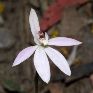 Caladenia carnea at Yalwal, NSW - 11 Sep 2013