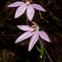Caladenia carnea (Pink Fingers) at Jervis Bay National Park - 8 Sep 2011 by AlanS