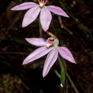 Caladenia carnea at Comberton, NSW - suppressed