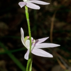 Caladenia carnea (Pink Fingers) at Wollumboola, NSW - 21 Aug 2013 by AlanS