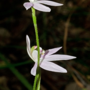 Caladenia carnea at Wollumboola, NSW - suppressed