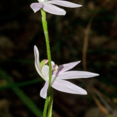 Caladenia carnea (Pink Fingers) at Wollumboola, NSW - 20 Aug 2013 by AlanS