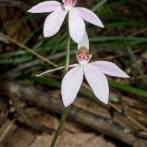 Caladenia carnea at Wollumboola, NSW - suppressed