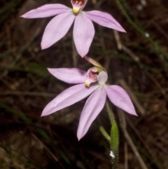 Caladenia carnea (Pink Fingers) at Callala Bay, NSW - 8 Sep 2011 by AlanS