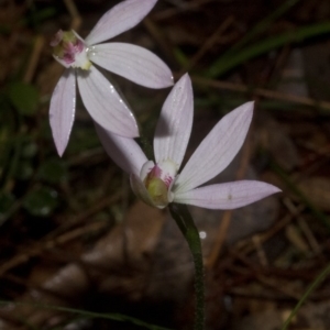 Caladenia carnea at Callala Beach, NSW - suppressed