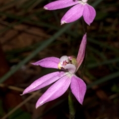 Caladenia carnea at Callala Beach, NSW - 9 Sep 2011