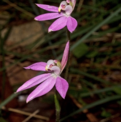 Caladenia carnea (Pink Fingers) at Comberton, NSW - 8 Sep 2011 by AlanS