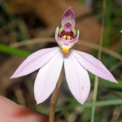 Caladenia carnea (Pink Fingers) at Jervis Bay National Park - 28 Aug 2015 by AlanS