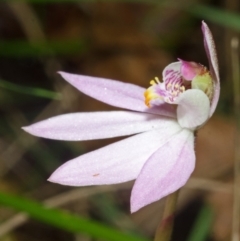 Caladenia carnea at Comberton, NSW - suppressed