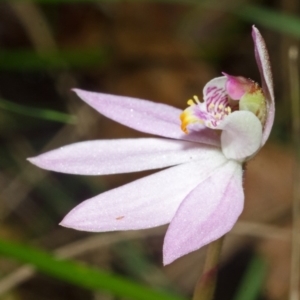 Caladenia carnea at Comberton, NSW - suppressed