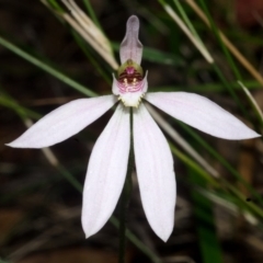 Caladenia carnea (Pink Fingers) at Jerrawangala, NSW - 17 Oct 2016 by AlanS