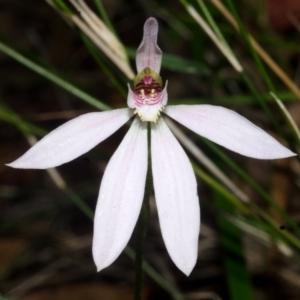 Caladenia carnea at Jerrawangala, NSW - 18 Oct 2016