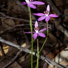 Caladenia carnea (Pink Fingers) at Wollumboola, NSW - 21 Sep 2015 by AlanS