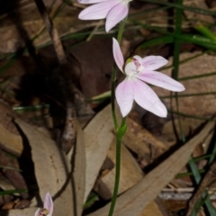 Caladenia carnea at Wollumboola, NSW - suppressed