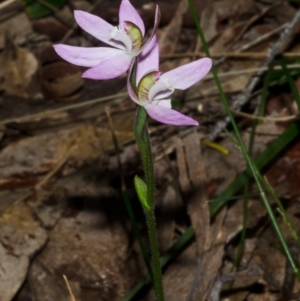 Caladenia carnea at Wollumboola, NSW - suppressed