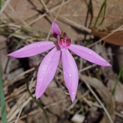 Caladenia carnea at Wollumboola, NSW - suppressed