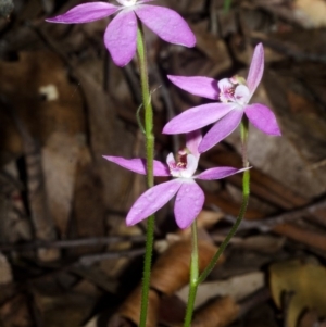 Caladenia carnea at Wollumboola, NSW - suppressed