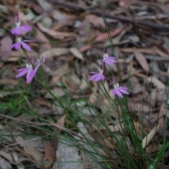 Caladenia carnea (Pink Fingers) at Callala Creek Bushcare - 18 Sep 2015 by AlanS