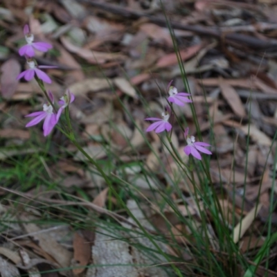 Caladenia carnea (Pink Fingers) at Callala Creek Bushcare - 18 Sep 2015 by AlanS