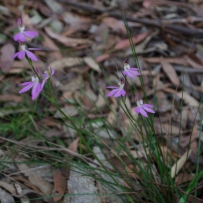 Caladenia carnea (Pink Fingers) at Myola, NSW - 18 Sep 2015 by AlanS