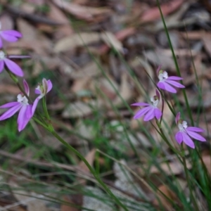 Caladenia carnea at Myola, NSW - suppressed