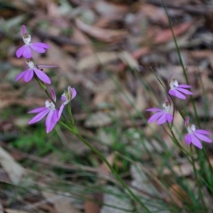 Caladenia carnea at Myola, NSW - suppressed