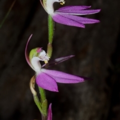 Caladenia carnea at Myola, NSW - suppressed