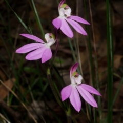 Caladenia carnea at Myola, NSW - suppressed