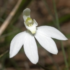 Caladenia carnea (Pink Fingers) at Jervis Bay National Park - 10 Sep 2011 by AlanS