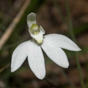 Caladenia carnea at Comberton, NSW - suppressed