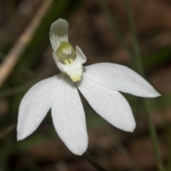 Caladenia carnea at Comberton, NSW - suppressed