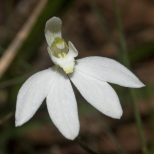 Caladenia carnea at Comberton, NSW - suppressed