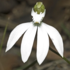 Caladenia catenata (White Fingers) at Comberton, NSW - 29 Aug 2006 by AlanS