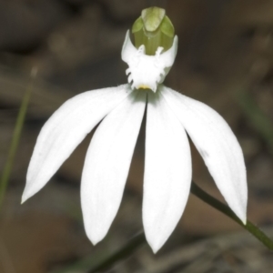 Caladenia catenata at Comberton, NSW - suppressed